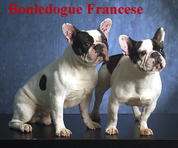 Bouledogue Francese