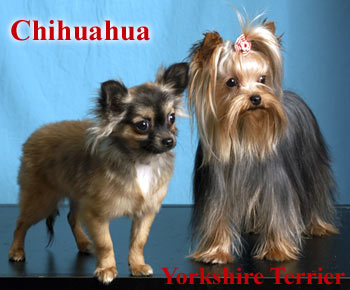 Chihuahua - Yorkshire Terrier